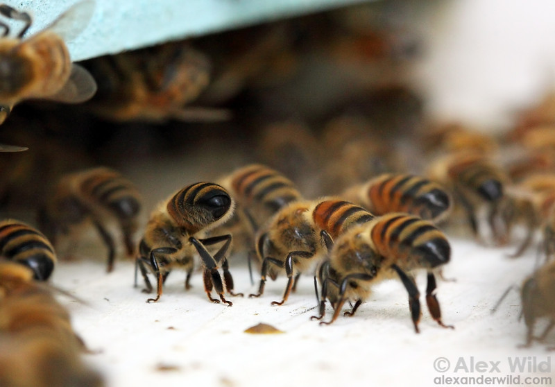 A photo of honey bees fanning at the entrance of the colony. They perform this behavior to cool their colony down. Photo by Alex Wild.