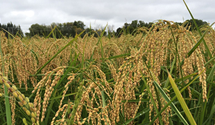 Rice Genetics Research
