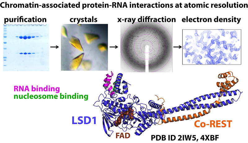 Chromatin protein-RNA interactions