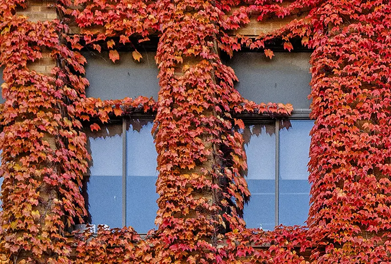 Marquette Hall windows with fall ivy