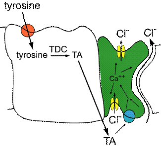 Model of tyramine action in the Malpighian tubule.