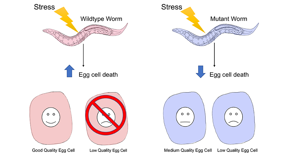 Regulation of germline function and oocyte quality under stress