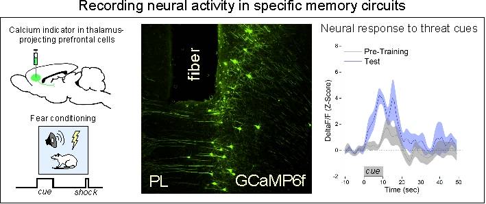 Image shows expression of a calcium indicator in prefrontal neurons