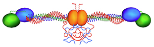 Illustration of a fibrinogen molecule