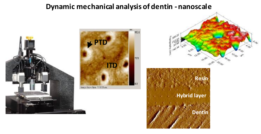 Dynamic mechanical analysis of dentin - nanoscale