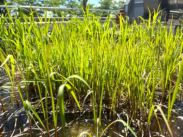 Rice growing in water
