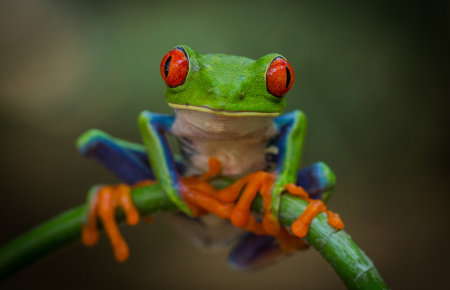 photo of tree frog
