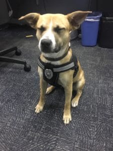 Nattie the dog is serving in a community outreach role for MUPD
