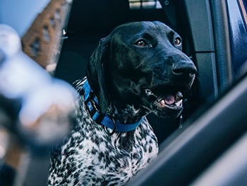 Blue loves to ride in the car!